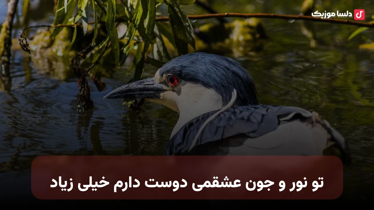 تو نور و جون عشقمی دوست دارم خیلی زیاد